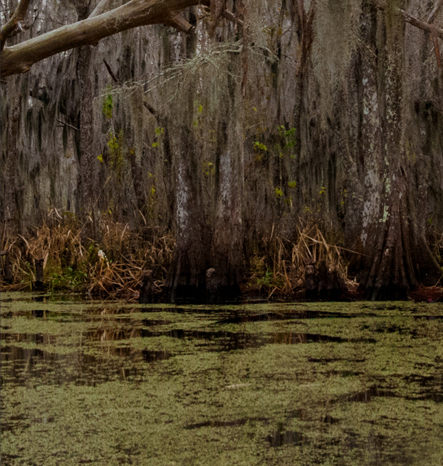 Brown and green we see green-covered dark swamp water and thick trees surrounding it.
